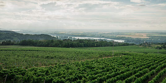 Bemutatkozik új borászati vezetőnk